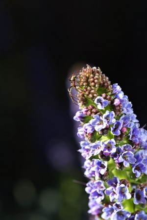 Veronica Flower Delight